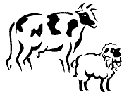 коровы и овцы
